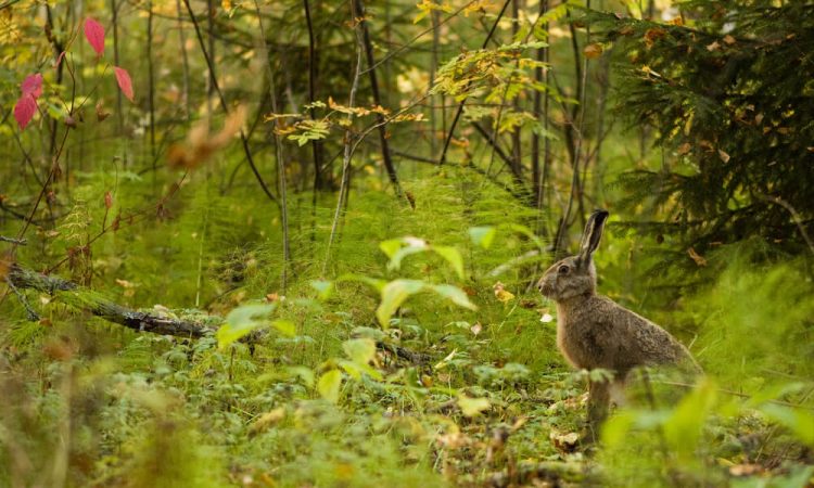Hare i skog